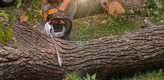 Best Tree Risk Assessment  in Paloma Creek, TX