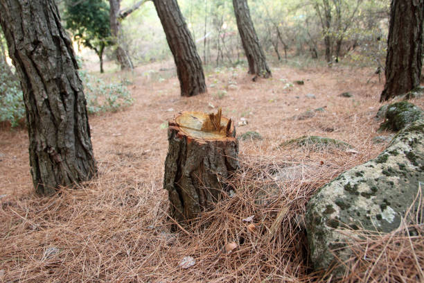 Professional Tree Care in Paloma Creek, TX