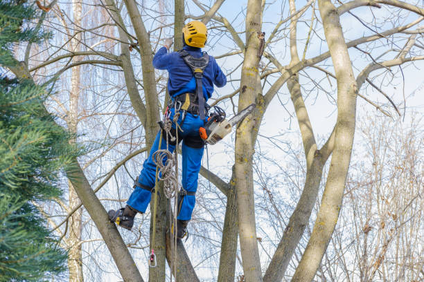 Best Leaf Removal  in Paloma Creek, TX