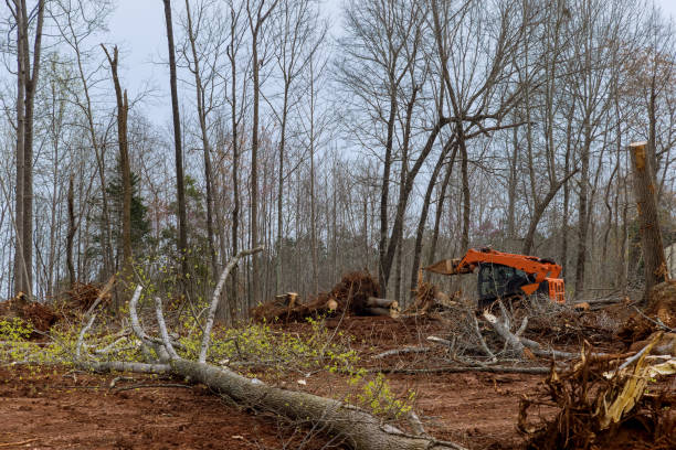 How Our Tree Care Process Works  in  Paloma Creek, TX